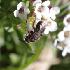 Lasioglossum (Chilalictus) sp. (genus & subgenus) at Murrumbateman, NSW - 8 Aug 2022 02:43 PM