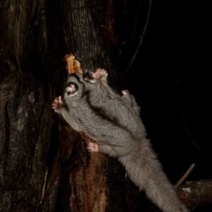 Petaurus notatus (Krefft’s Glider, formerly Sugar Glider) at Deakin, ACT - 9 Aug 2022 by Ct1000