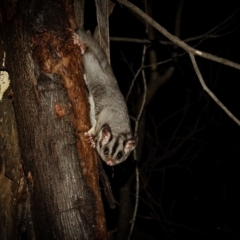 Petaurus notatus at Deakin, ACT - 9 Aug 2022 06:29 PM