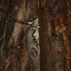 Petaurus notatus at Deakin, ACT - 9 Aug 2022