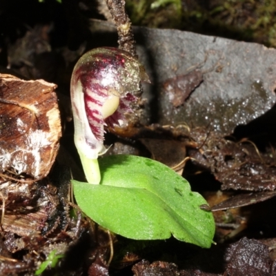Corysanthes grumula (Stately helmet orchid) at  - suppressed by RobG1