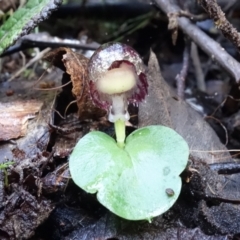 Corysanthes grumula at suppressed - suppressed