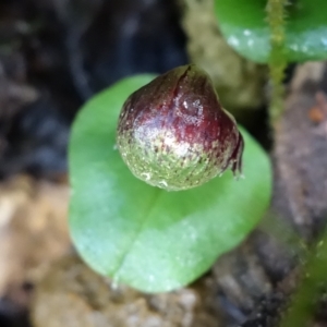 Corysanthes grumula at suppressed - suppressed