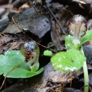 Corysanthes grumula at suppressed - 8 Aug 2022