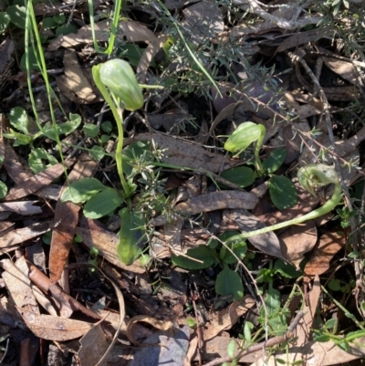 Pterostylis nutans (Nodding Greenhood) at Point 5204 - 9 Aug 2022 by Jenny54