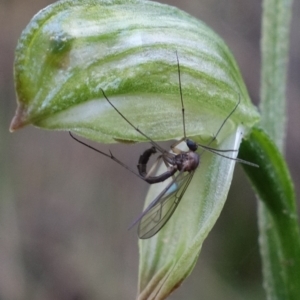 Mycomya sp. (genus) at Paddys River, ACT - 2 Aug 2022 11:42 AM