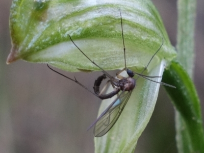 Mycomya sp. (genus) (A fungus gnat) at Paddys River, ACT - 2 Aug 2022 by RobG1