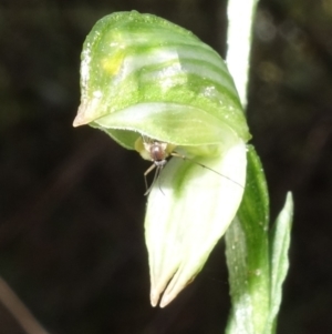 Mycomya sp. (genus) at Paddys River, ACT - 2 Aug 2022 11:42 AM