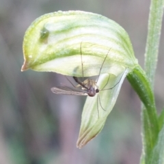 Mycomya sp. (genus) at Paddys River, ACT - 2 Aug 2022 11:42 AM