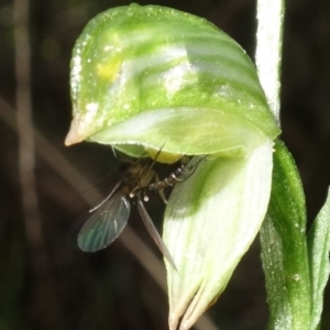 Mycomya sp. (genus) at Paddys River, ACT - 2 Aug 2022 11:42 AM