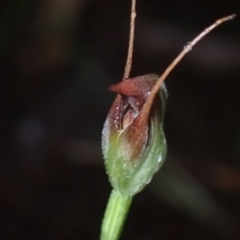 Pterostylis pedunculata (Maroonhood) at Vincentia, NSW - 4 Aug 2022 by AnneG1