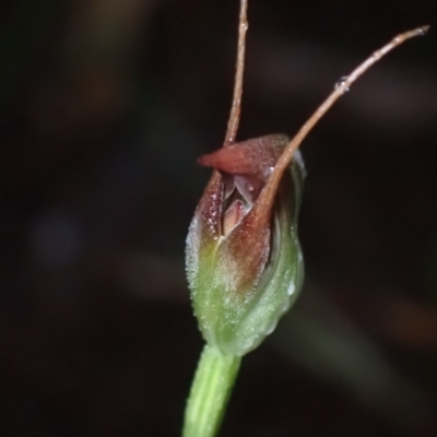 Pterostylis pedunculata (Maroonhood) at Vincentia, NSW - 4 Aug 2022 by AnneG1