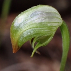 Pterostylis hispidula (Small Nodding Greenhood) at Myola, NSW - 31 Jul 2022 by AnneG1