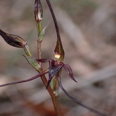 Acianthus caudatus (Mayfly Orchid) at Myola, NSW - 31 Jul 2022 by AnneG1