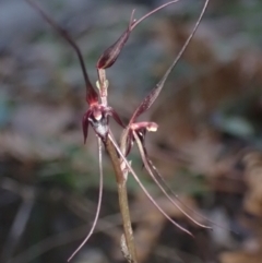 Acianthus caudatus (Mayfly Orchid) at Jervis Bay, JBT - 27 Jul 2022 by AnneG1