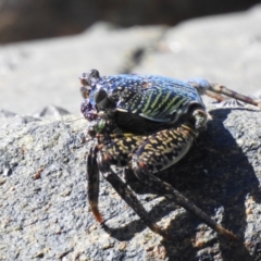 Unidentified Other Crustacean at Oak Beach, QLD - 6 Aug 2022 by GlossyGal