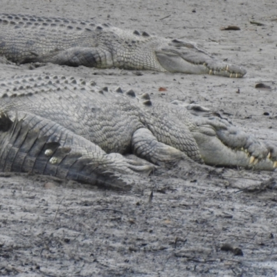 Crocodylus porosus (Saltwater Crocodile, Estuarine Crocodile) at Mowbray, QLD - 8 Aug 2022 by GlossyGal