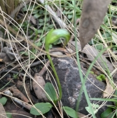 Pterostylis nutans (Nodding Greenhood) at Molonglo Valley, ACT - 9 Aug 2022 by lbradley