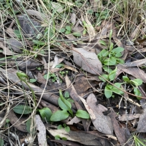 Pterostylis nutans at Aranda, ACT - suppressed