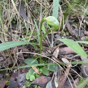 Pterostylis nutans at Molonglo Valley, ACT - 9 Aug 2022