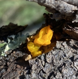 Tremella mesenterica at Hackett, ACT - 9 Aug 2022