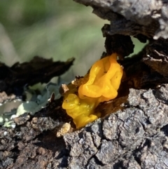 Tremella mesenterica at Hackett, ACT - 9 Aug 2022