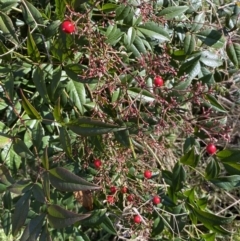 Nandina domestica (Sacred Bamboo) at Campbell, ACT - 9 Aug 2022 by Steve_Bok