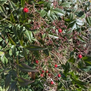 Nandina domestica at Campbell, ACT - 9 Aug 2022