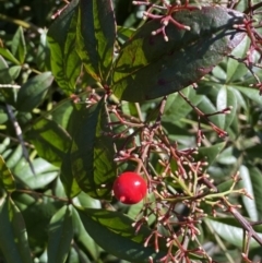 Nandina domestica at Campbell, ACT - 9 Aug 2022