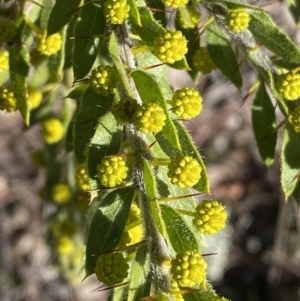 Acacia paradoxa at Campbell, ACT - 9 Aug 2022