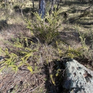 Acacia paradoxa at Campbell, ACT - 9 Aug 2022