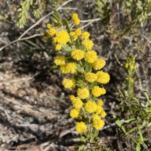 Acacia paradoxa at Campbell, ACT - 9 Aug 2022