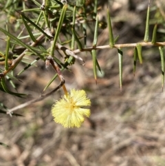 Acacia ulicifolia (Prickly Moses) at Hackett, ACT - 9 Aug 2022 by SteveBorkowskis