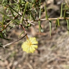 Acacia ulicifolia (Prickly Moses) at Hackett, ACT - 9 Aug 2022 by Steve_Bok