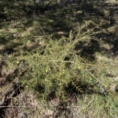 Acacia ulicifolia at Hackett, ACT - 9 Aug 2022 11:33 AM