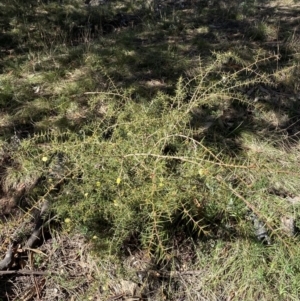 Acacia ulicifolia at Hackett, ACT - 9 Aug 2022