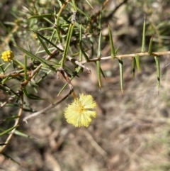 Acacia ulicifolia at Hackett, ACT - 9 Aug 2022 11:33 AM