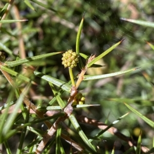 Acacia ulicifolia at Hackett, ACT - 9 Aug 2022 11:33 AM