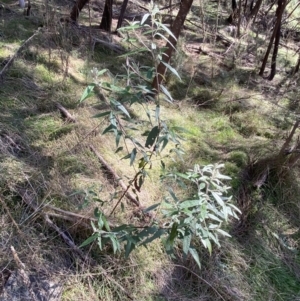 Olearia lirata at Ainslie, ACT - 9 Aug 2022