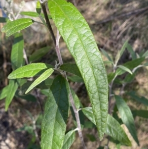 Olearia lirata at Ainslie, ACT - 9 Aug 2022