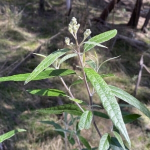 Olearia lirata at Ainslie, ACT - 9 Aug 2022