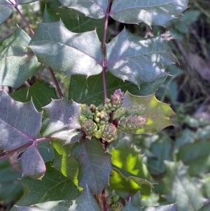 Berberis aquifolium at Hackett, ACT - 9 Aug 2022 11:37 AM