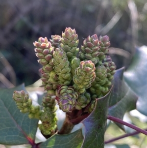 Berberis aquifolium at Hackett, ACT - 9 Aug 2022