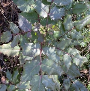 Berberis aquifolium at Hackett, ACT - 9 Aug 2022 11:37 AM