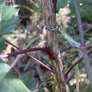 Berberis aquifolium at Hackett, ACT - 9 Aug 2022 11:37 AM