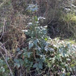 Berberis aquifolium at Hackett, ACT - 9 Aug 2022 11:37 AM