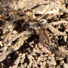Venatrix sp. (genus) (Unidentified Venatrix wolf spider) at Rugosa - 9 Aug 2022 by SenexRugosus