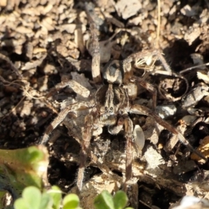 Venatrix sp. (genus) at Yass River, NSW - 9 Aug 2022