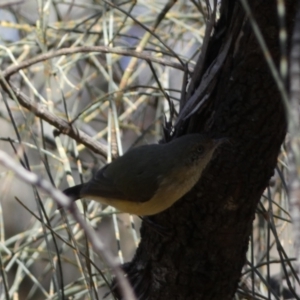 Acanthiza reguloides at Ainslie, ACT - 9 Aug 2022