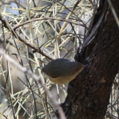 Acanthiza reguloides at Ainslie, ACT - 9 Aug 2022